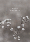 Fleurs blanches en hommage et gratitude